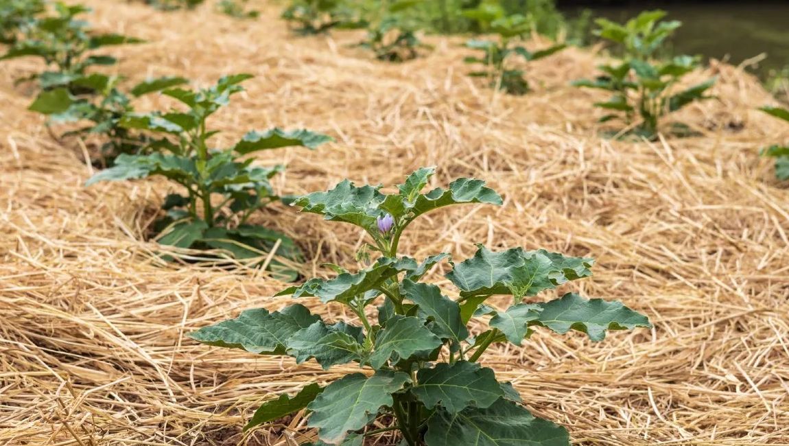 De Ruth Stout-methode – minder doen, meer laten ontstaan