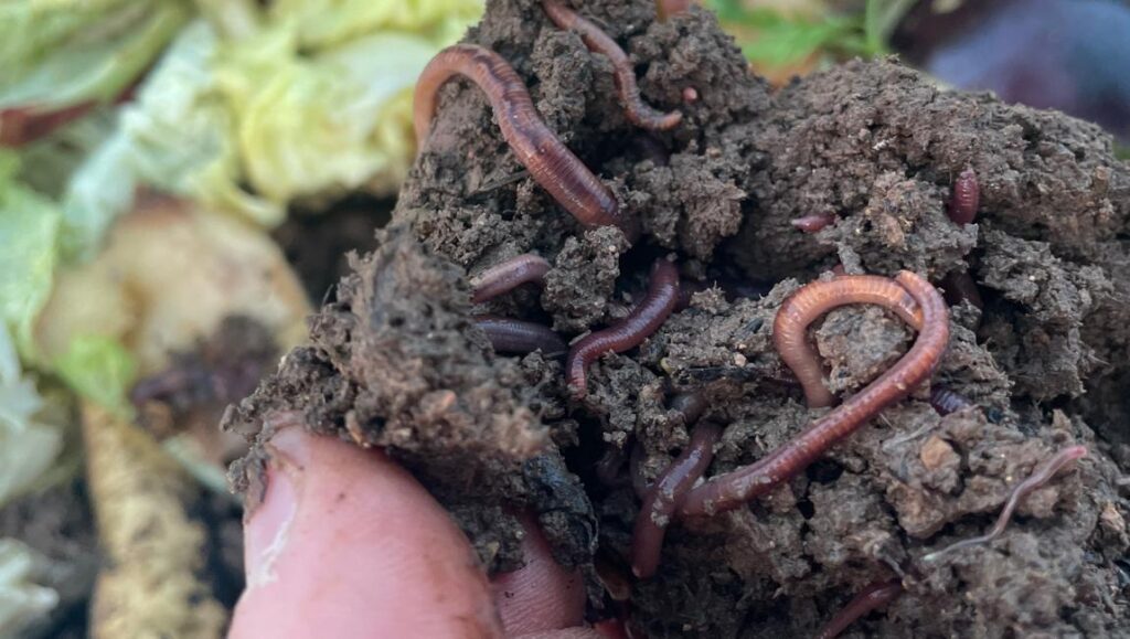 Wormfarm