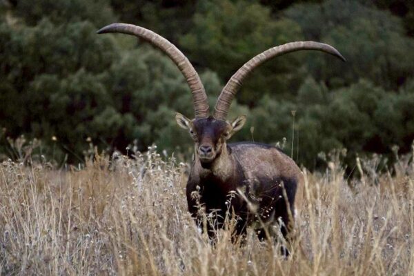 Beceite - Wild goat