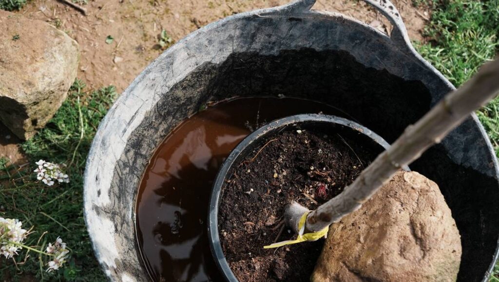 Giving the trees a molasses bath