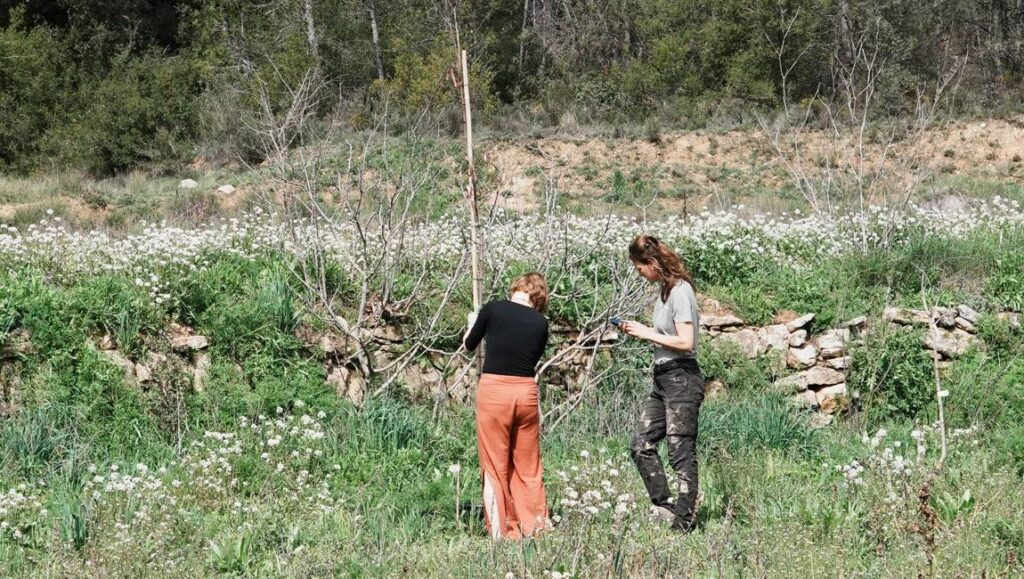 Planting a tree